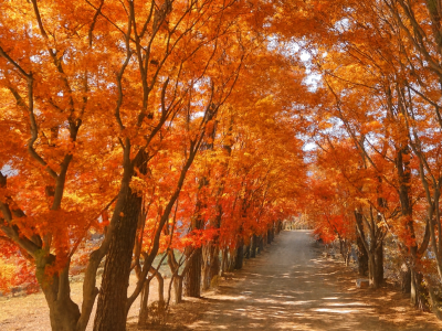 광릉추모공원의 가을