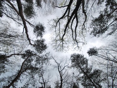 광릉 숲에 연접한 광릉추모공원